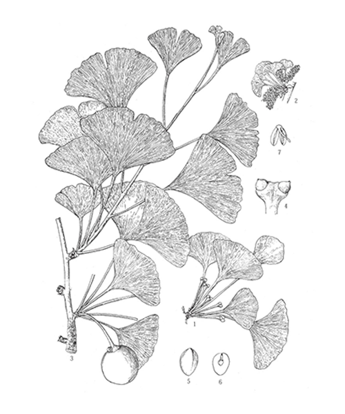 Natural compounds from  Ginkgo biloba